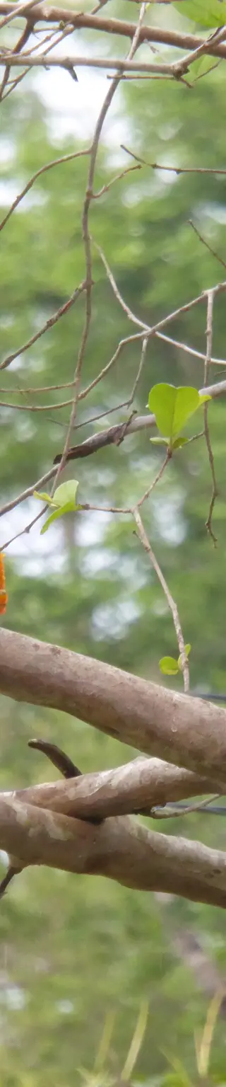 Den südlichen Pantanal entdecken
